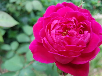 Close-up of pink rose