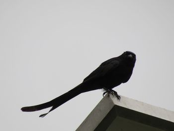 Low angle view of bird perching on wood against clear sky