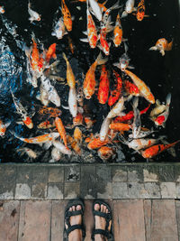 High angle view of koi fish in water