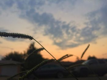 Close-up of grass against sky during sunset