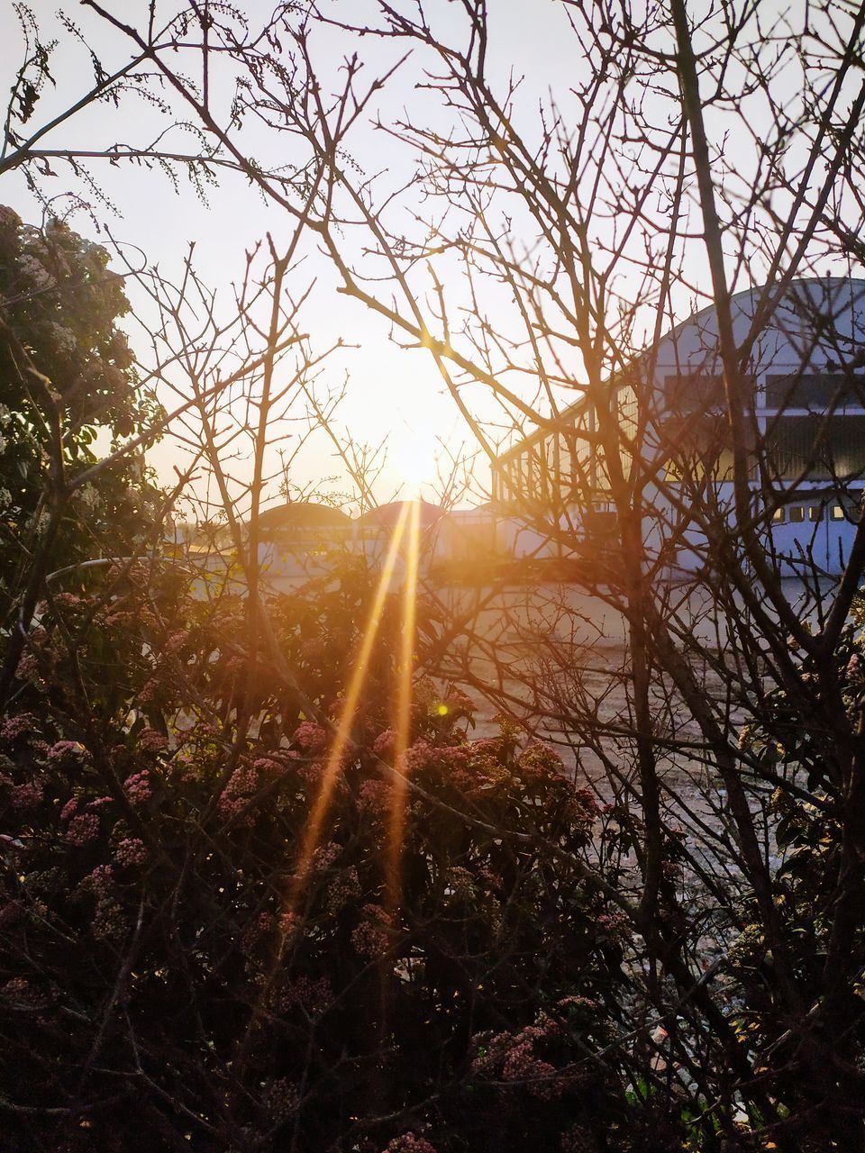 sky, sunlight, tree, plant, nature, lens flare, sun, no people, beauty in nature, sunbeam, tranquility, growth, sunset, day, land, outdoors, architecture, scenics - nature, branch, built structure, streaming, bright, solar flare