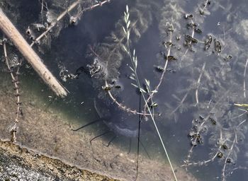 High angle view of birds in lake