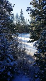 Bare trees on snow covered landscape