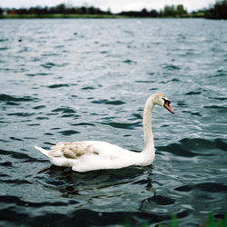 Swan swimming in lake