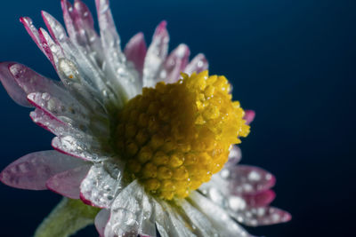 Close-up of wet yellow flower against black background