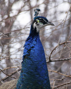 Close-up of a peacock