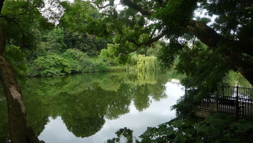 Reflection of trees in lake