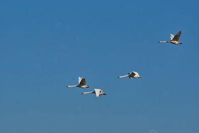 Low angle view of seagulls flying in sky