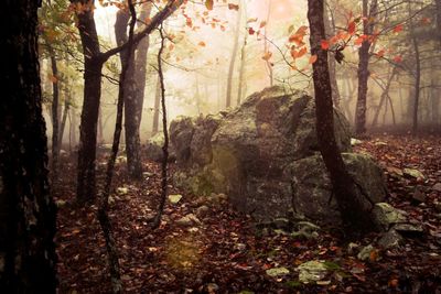 Trees in forest during autumn