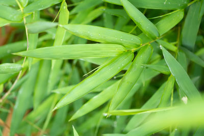 Close-up of raindrops on grass