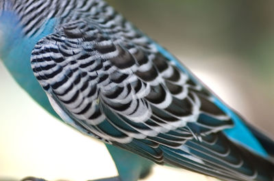 Close-up of a peacock