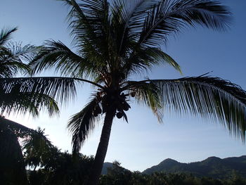 Low angle view of palm trees against blue sky