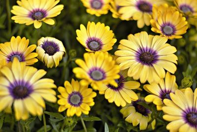 High angle view of purple flowering plants