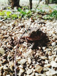 Close-up of lizard