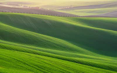 Scenic view of agricultural field