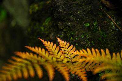 Close-up of plant