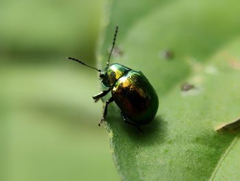 Close-up of insect