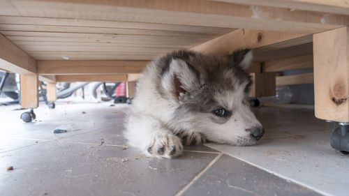A cute puppy lying under the table. a siberian husky lies on the floor and looking away.