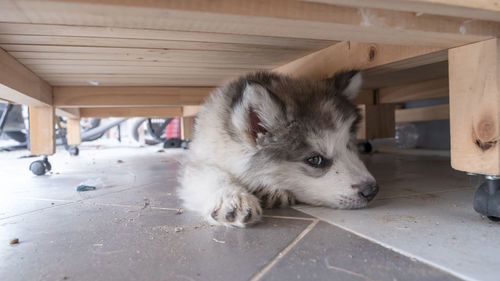 Close-up of a dog looking away