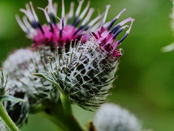 Close-up of thistle flower