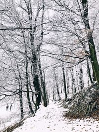 Bare trees in forest during winter