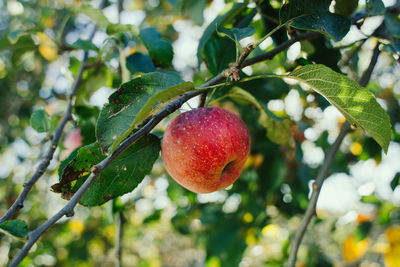 Close-up of fruit on tree