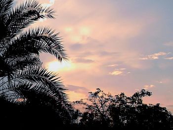 Silhouette of palm trees at sunset