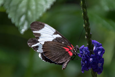 Close-up of flowers against blurred background