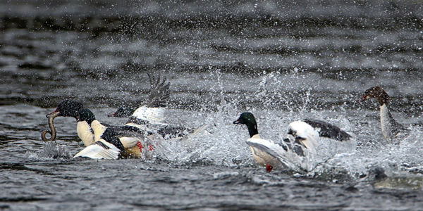 View of birds in sea