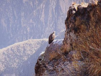 View of monkey on rock