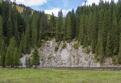 Scenic view of waterfall in forest