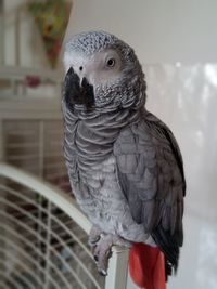 Close-up of a bird