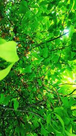 Low angle view of tree