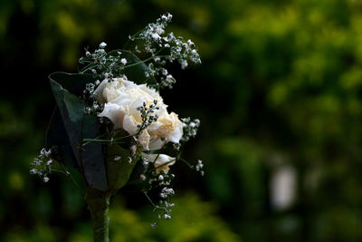 Close-up of white flowers blooming outdoors