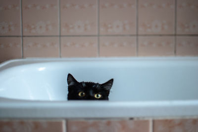 Portrait of cat hiding in bathtub
