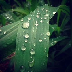 Close-up of water drops on leaf
