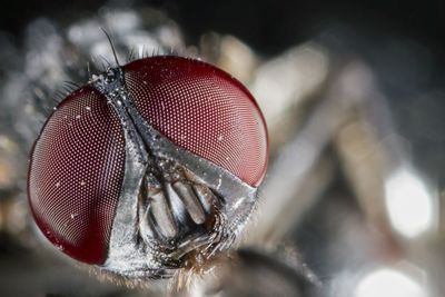 Close-up of fly