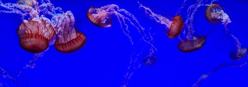 Close-up of jellyfish swimming in sea