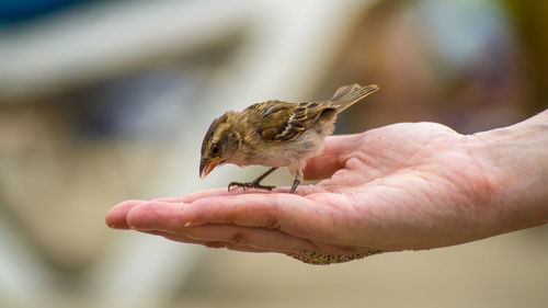 Close-up of hand holding bird