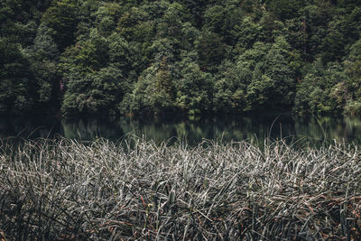 Scenic view of lake in forest