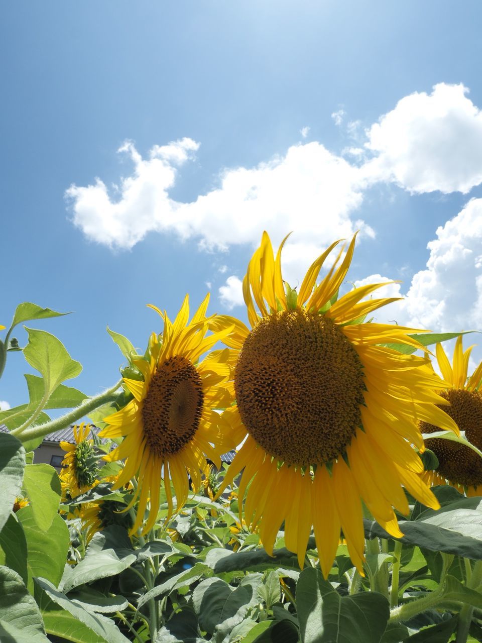 flower, flowering plant, yellow, plant, fragility, vulnerability, growth, freshness, flower head, beauty in nature, sunflower, inflorescence, petal, sky, cloud - sky, nature, pollen, close-up, plant part, leaf, no people, outdoors, flowerbed