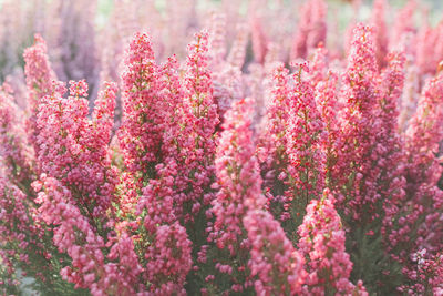 Close-up of pink flowering plant