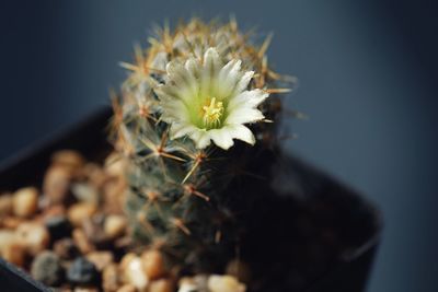 Close-up of cactus flower pot