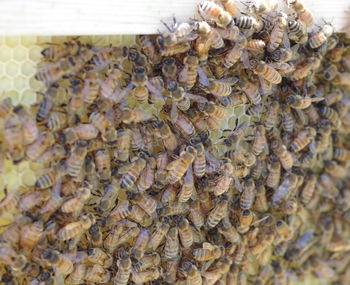 Close-up of bee on water