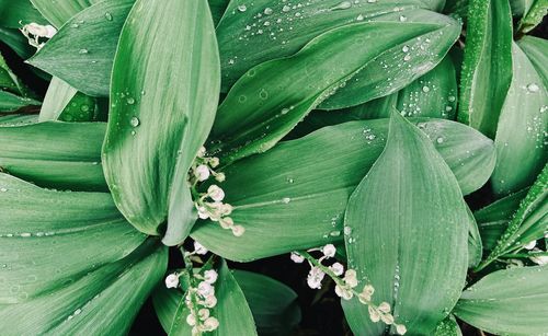 Close-up of wet plant