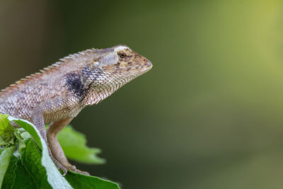 Close-up of lizard