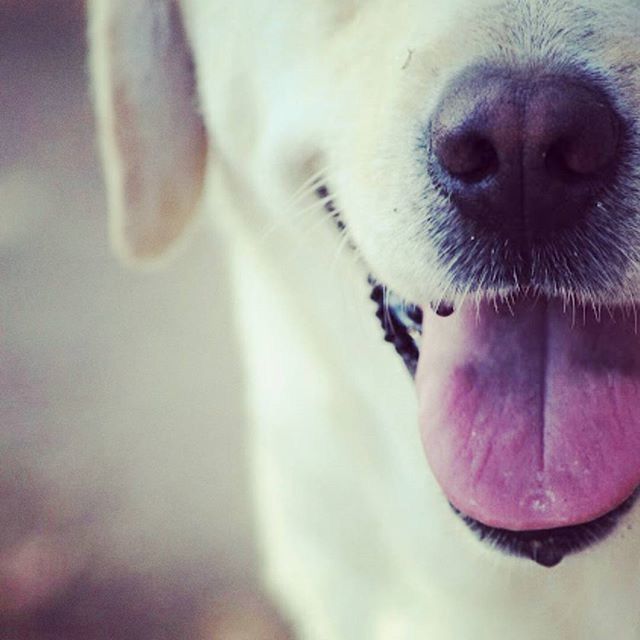 one animal, animal themes, pets, dog, domestic animals, close-up, mammal, animal head, animal body part, focus on foreground, part of, indoors, selective focus, no people, day, cropped, cute, mouth open, relaxation, animal hair