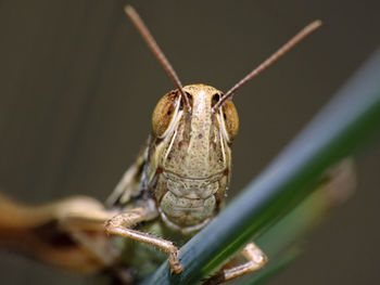 Close-up of insect