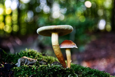 Close-up of mushroom growing on tree