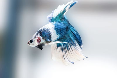 Siamese fighting fish,betta splendens,blue fish, black background, halfmoon betta.